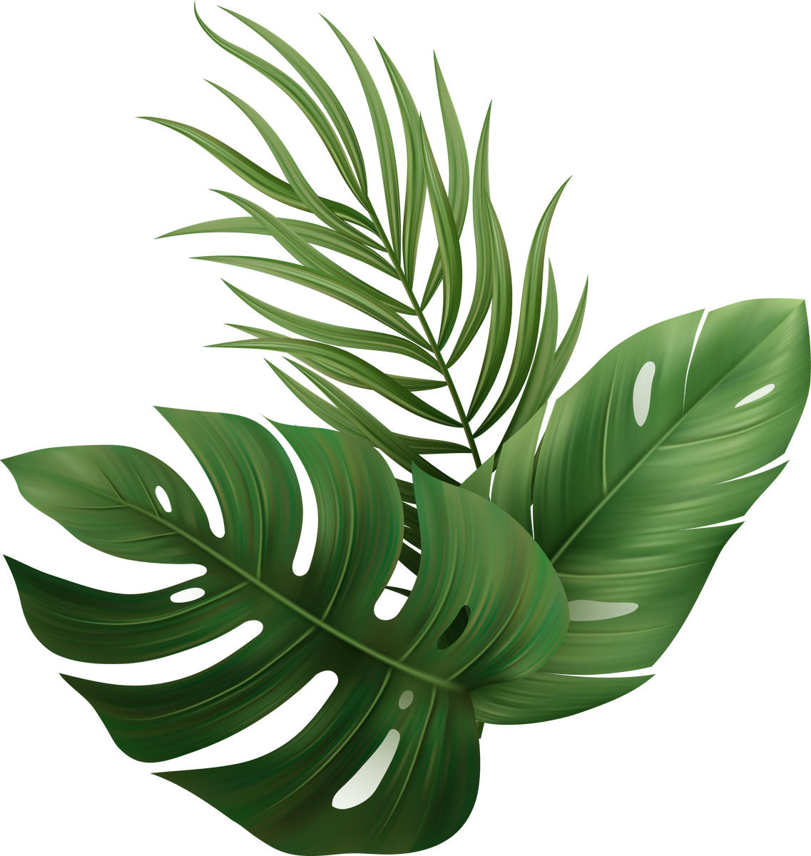 Palm Leaves Tropic
